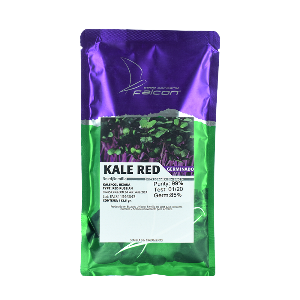 Kale Rojo para Brote